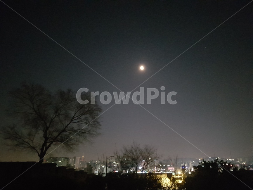 달,밤하늘,나무,새벽,야겡,야경,밤,풍경,nightscape,night,landscape,도시,city,nature,자연,outdoors,옥외