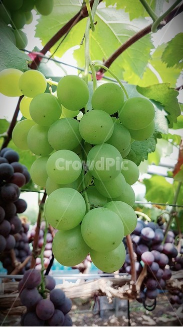 포도,안성포도,과일,청포도,food,음식,grapes