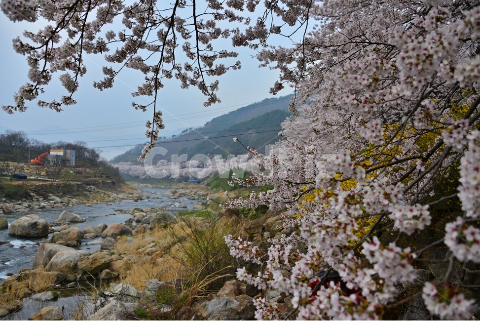 blossom,flower,꽃,cherryblossom,벚꽃,plant,식물,tree,나무,treetrunk,나무줄기,경남,하동,섬진강변,벚꽃길,화개십리벚꽃길,십리벚꽃길