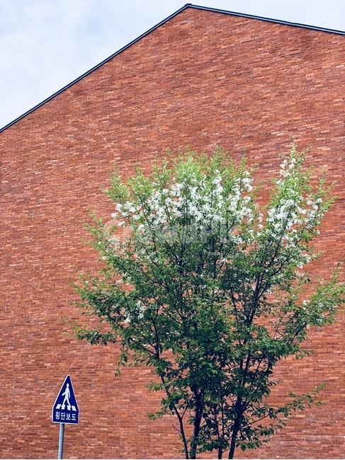 파주,벽돌,나무,표지판,건물,식물,자연,plants,nature,꽃,flower