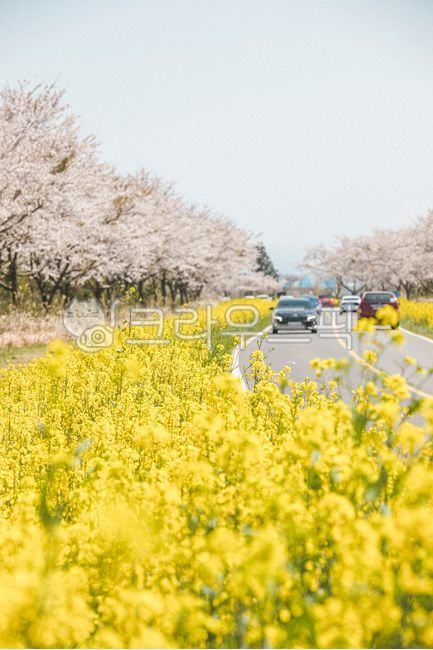 vehicle,spring,spring flowers,automobile,car,plants,season,seasons,blossom,nature,rape blossoms,grassland,flower,transportation,cherry blossoms,field,outdoors,jeju,plant,noksanro