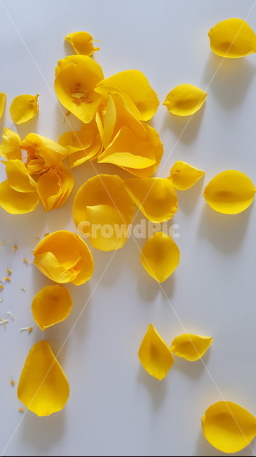 꽃잎,꽃,장미,노랑,노란장미,blossom,식물,plant,flower,질투,완벽