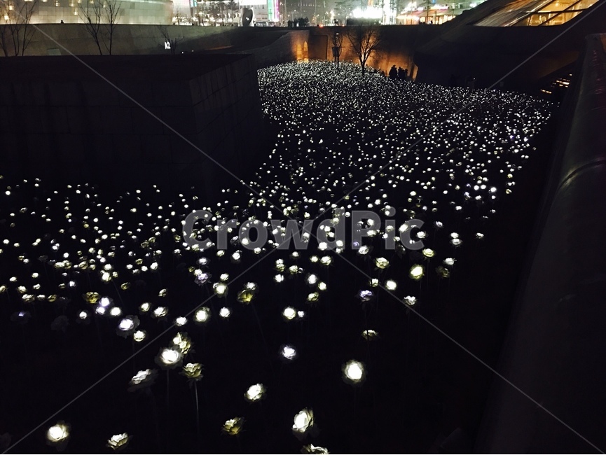 동대문,장미꽃,led장미꽃,야경,빛
