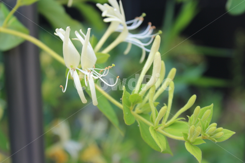 흰색꽃,flower,white,꽃,흰색