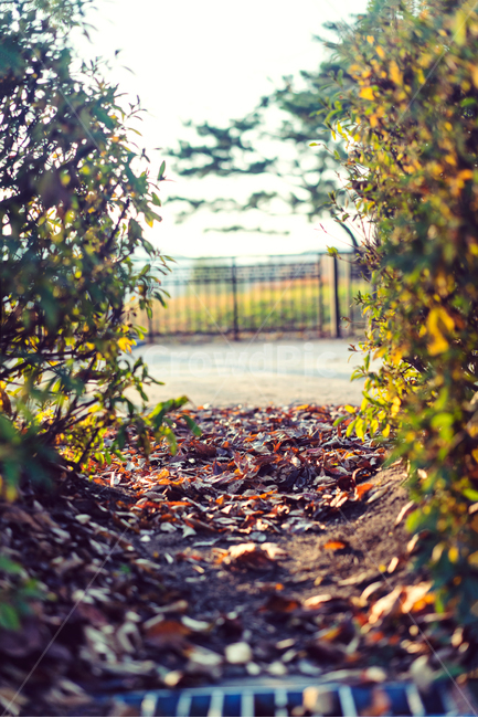 자연,풍경,가을,감성,낙엽,감성사진,나뭇잎,가을,계절,fall,autumn,season,감성,sensible,feeling,plant,식물,leaf,잎