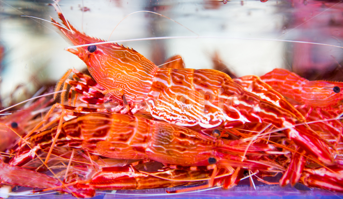 새우,꽃새우,shrimp,해산물,수산물,red,수산물,해산물,fishery products,seafood