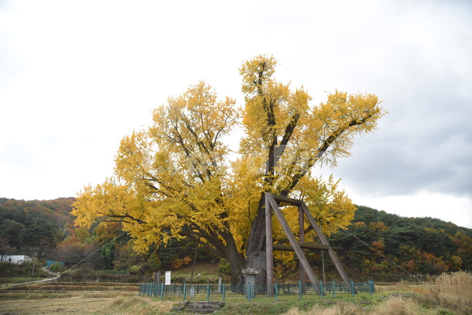 노거수,은행나무,구량리,tree,나무,plant,식물,보호수,울산,가을,계절,fall,autumn,season,식물,자연,plants,nature,나무,trees,wood