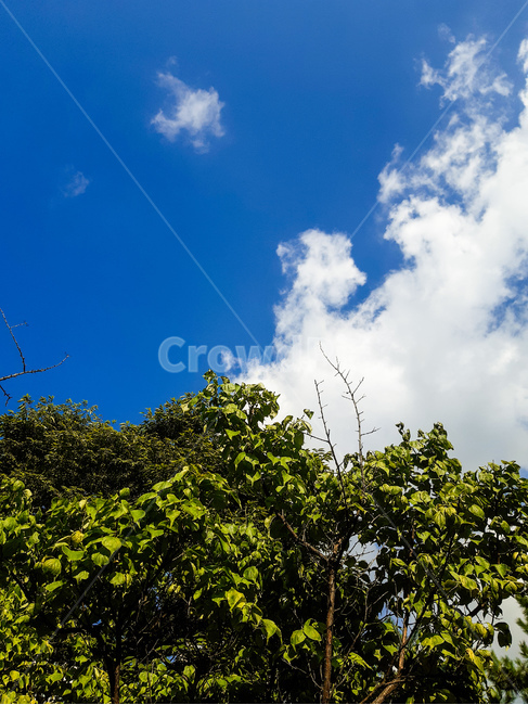 nature,자연,weather,날씨,outdoors,옥외,나무,tree,하늘,파란하늘,상쾌,구름,cloudy