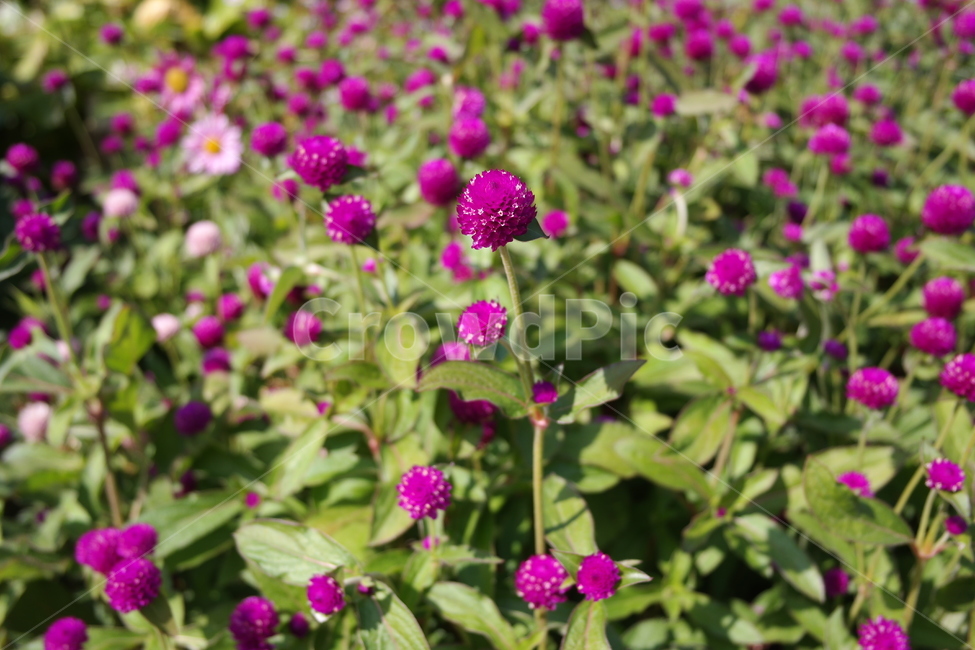 봄,보라색,꽃,식물,flower,식물,자연,plants,nature,꽃,flower