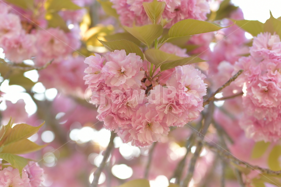 봄,벚꽃,겹벚꽃,왕벚꽃,경주,꽃,핑크,spring,cherryblossom,flower,pink,식물,자연,plants,nature,꽃,flower