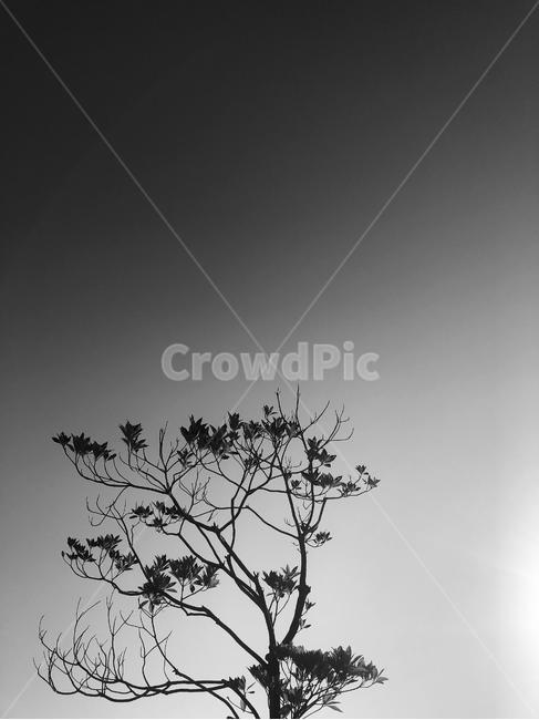 outdoors,옥외,feeling,흑백사진,흑백,나뭇가지,공원,하늘,sky,silhouette,실루엣,nature,자연,plant,식물,tree,나무,흑백,모노톤,monochrome,black and white