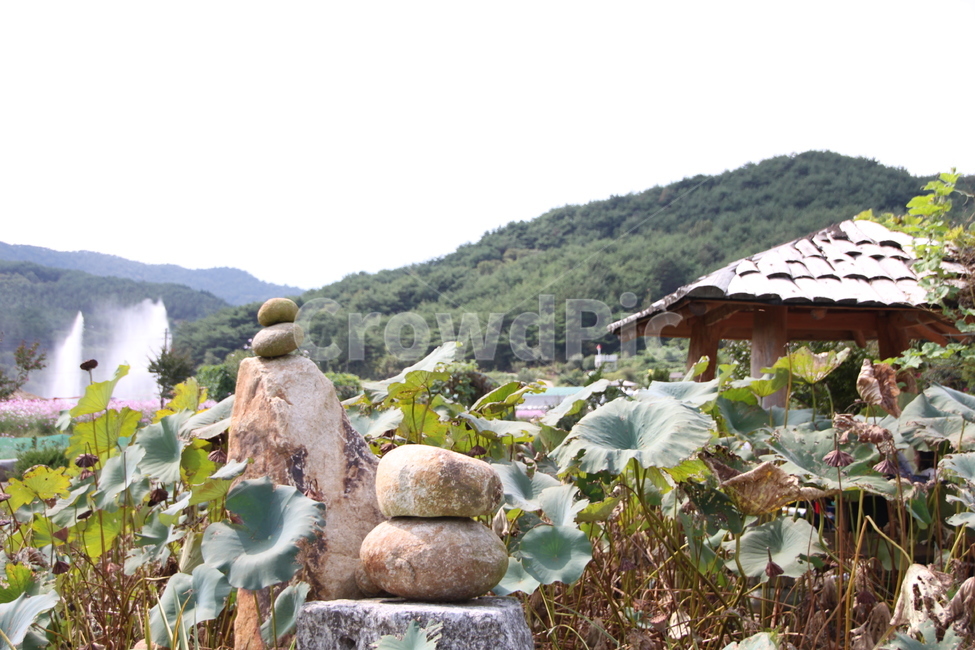 너와지붕,식물,plant,leaf,연잎