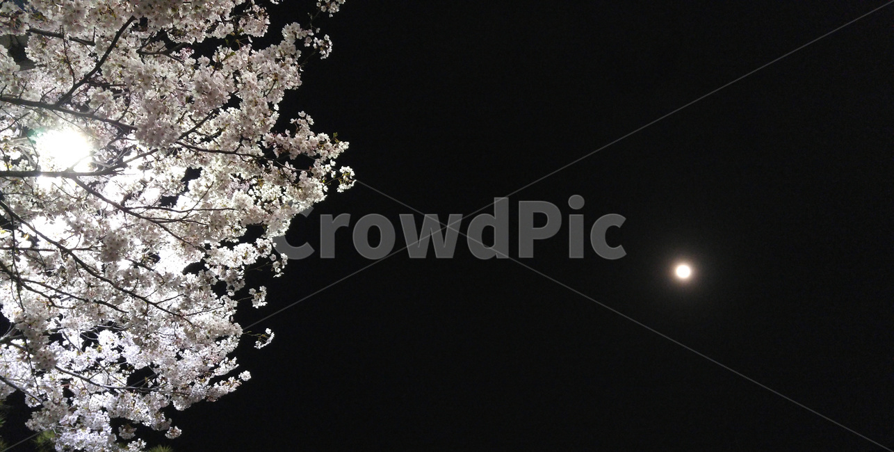벚나무,벚꽃,달,밤,moon,night,벚꽃나무,감성,감성사진,그리움,무드,분위기,mood,달밤,불광천
