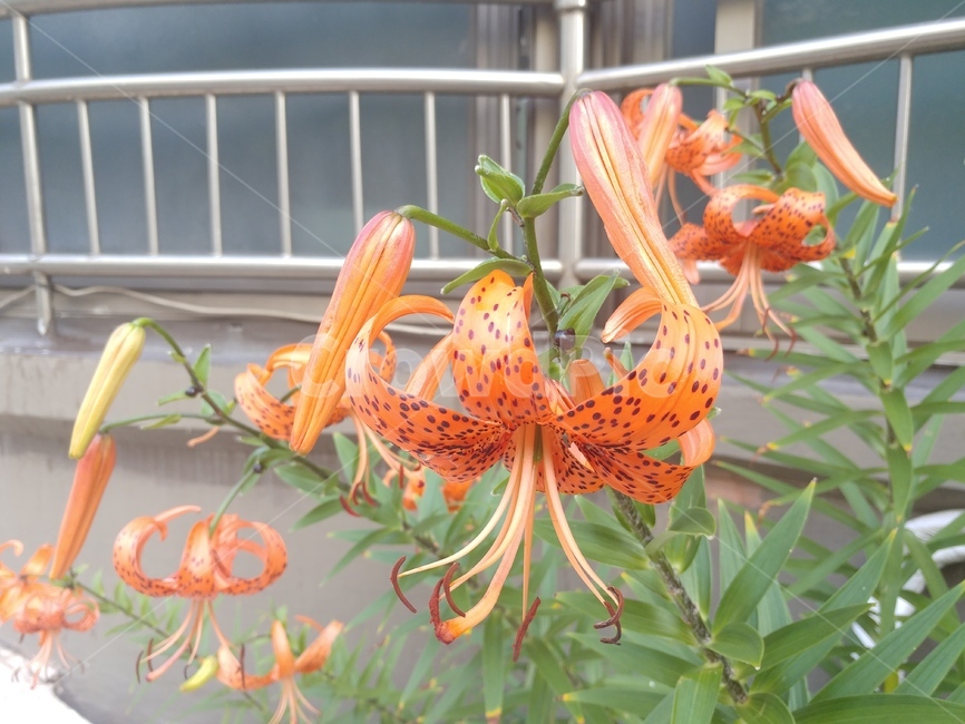 참나리,나리,lily,백합,나리꽃,lilium,알나리,식물