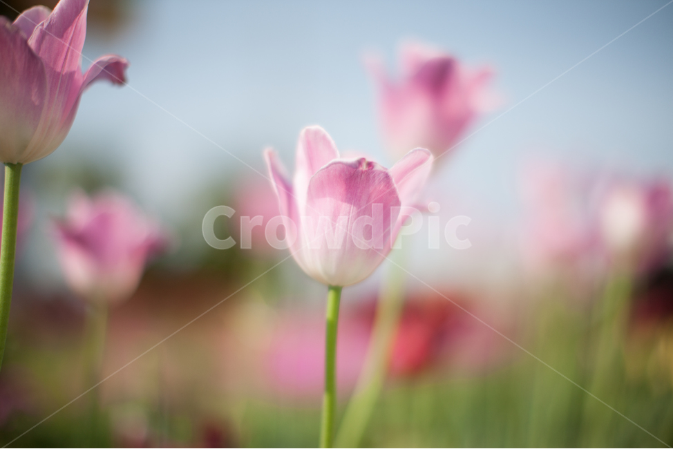 꽃,튤립,들꽃,튤립꽃,관상화,핑크튤립,분홍색튤립