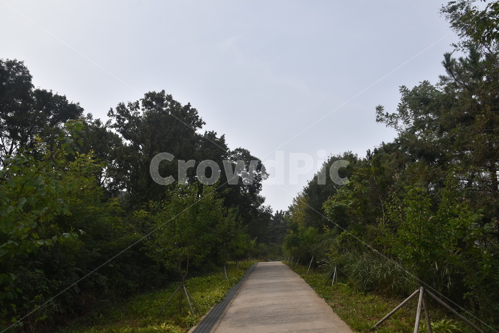 road,도로,나무,식물,수목원,바다향기수목원,자연,풍경,nature,landscape