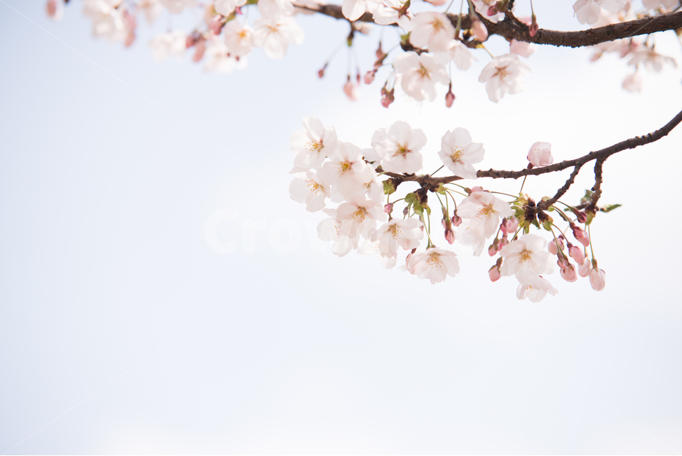 벚꽃,나무,분홍,봄,꽃,봄,계절,spring,season,식물,자연,plants,nature,꽃,flower,감성,sensible,feeling,plant