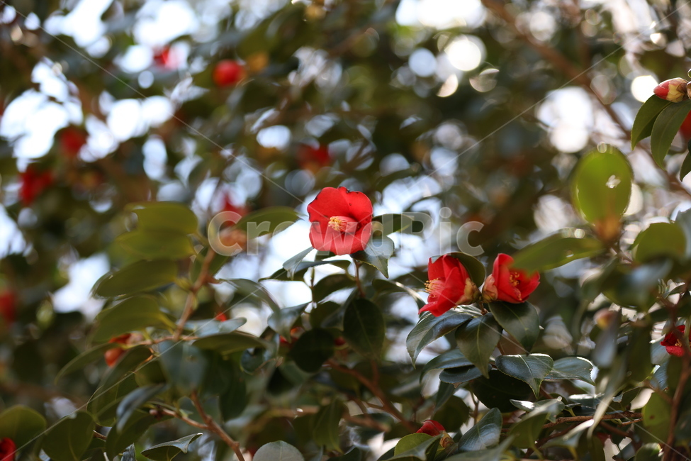 봄꽃,봄,flower,springfield,동백꽃