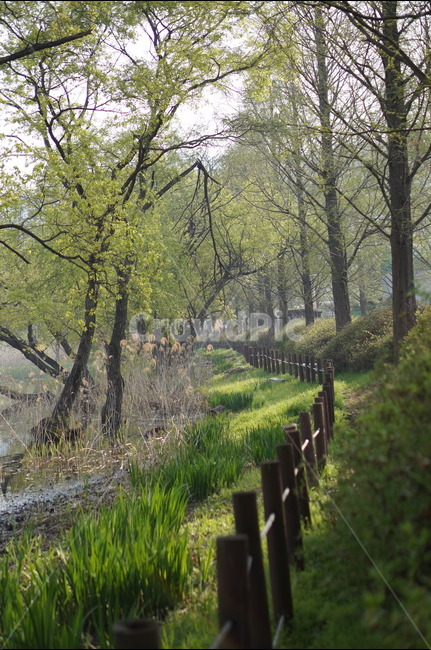 신정호수,물,나무,봄,연두,아침,자연,풍경,nature,landscape,tree,plant,식물,outdoors,옥외,grassland,목초지,field,들
