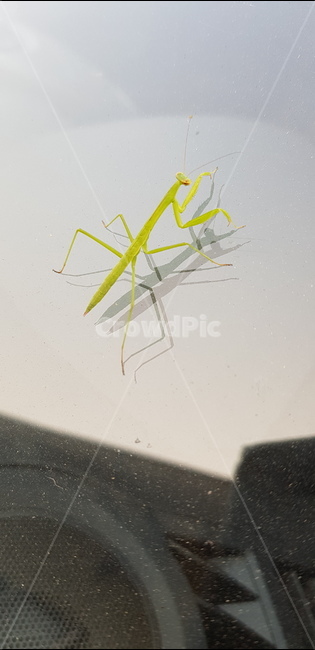 무척추동물,insect,곤충,사마귀,mantis