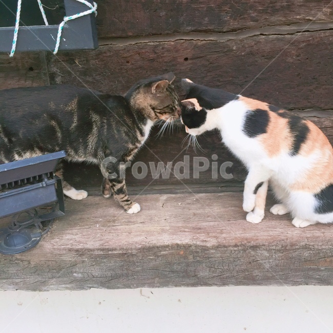 고양이,고양이커플,길고양이,줄무늬고양이,갈색고양이