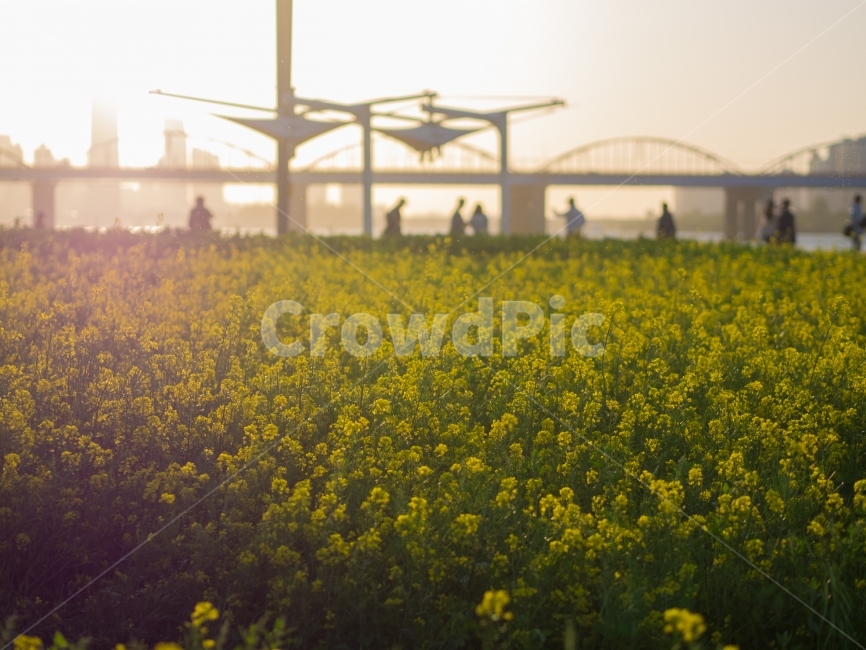 노을,한강,유채꽃,꽃,해질녘,자연,봄,봄꽃,감성,sunset,flower,spring,봄,계절,spring,season,도시,풍경,city,landscape,한국도시풍경,한국도시경관,korea cityscape,감성,sensible,feeling,field,들,outdoors,옥외,grassland,목초지,nature