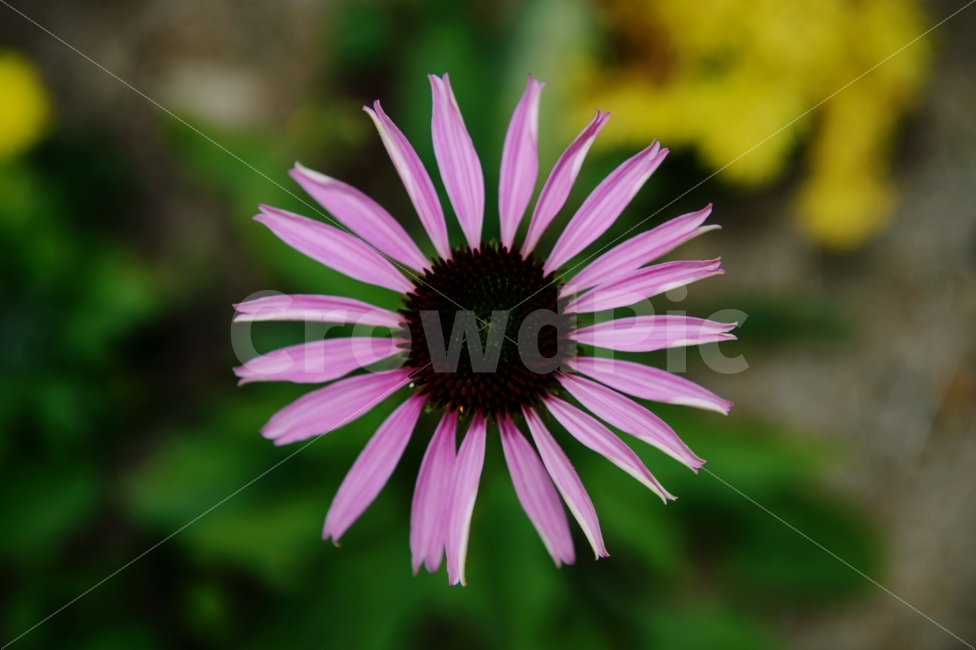 계절,자연,풍경,꽃,season,nature,landscape,scenery,scene,view,flower,bloom,식물,자연,plants,nature,꽃,flower