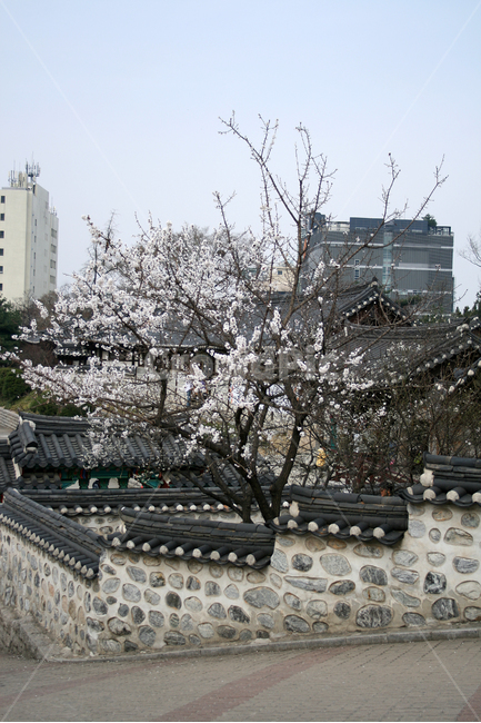 돌담,담장,담,한옥,기와지붕,한국,전통가옥,고택,기와,매화나무,매화꽃,봄,계절,spring,season,도시,풍경,city,landscape,한국도시풍경,한국도시경관,korea cityscape,식물,자연,plants,nature,나무,trees,wood