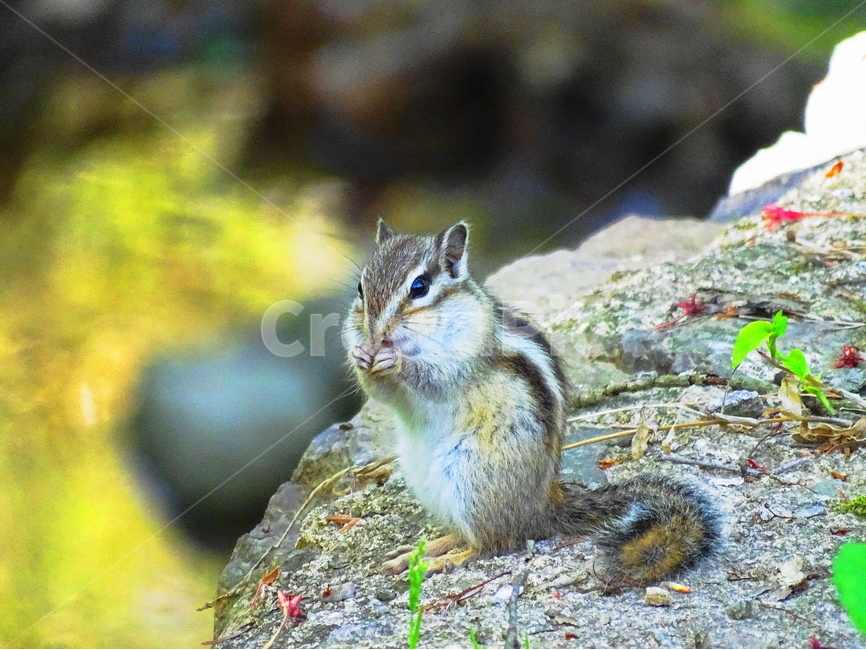 다람쥐,귀여운,귀여운동물,squirrel,먹는모습,사냥,동물,야생동물,산다람쥐,cute,animal,우리나라동물,자연,산,우리나라,포유류,바위,여름,풀,숲,먹이,동물,animal,포유류,mammal