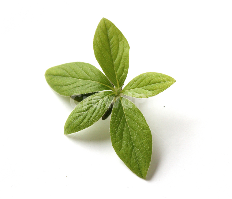 closeup,fresh,green,leaf,leaves,macro,natural,nature,plant,white,식물,클로즈업,나뭇잎,잎,신선한,그린,녹색,자연,흰배경,화이트,식물,자연,plants,nature,누끼,remove background