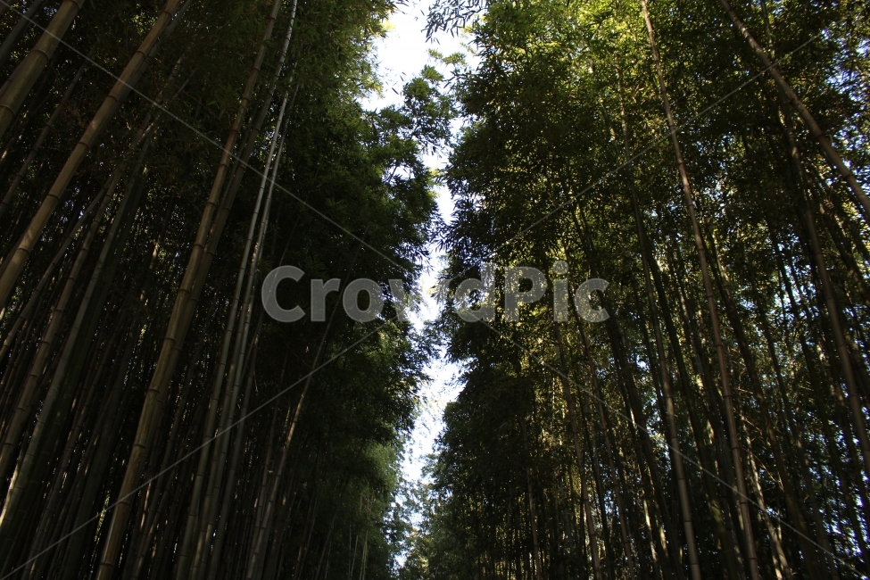 대나무,하늘,풍경,자연,산림,자연,풍경,nature,landscape,식물,plants,나무,trees,wood,plant