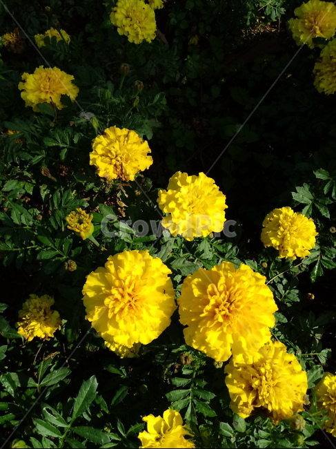 금잔화,메리골드,식물,꽃,plant,금송화,하국,도경,marigold,식물,자연,plants,nature,꽃,flower