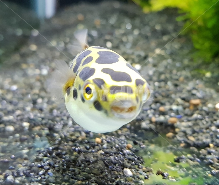복어,초록복어,puffer,spottedgreenpuffer,greenspottedpuffer,동물,animal,어류,물고기,fish