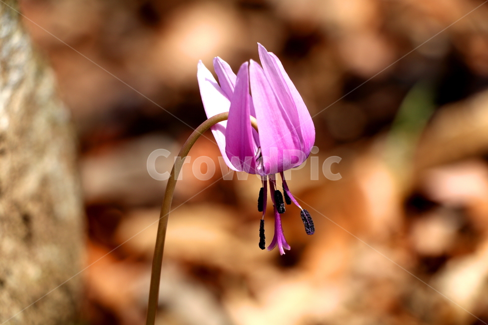 야생화,들꽃,식물,꽃,풍경,식물,자연,plants,nature,꽃,flower