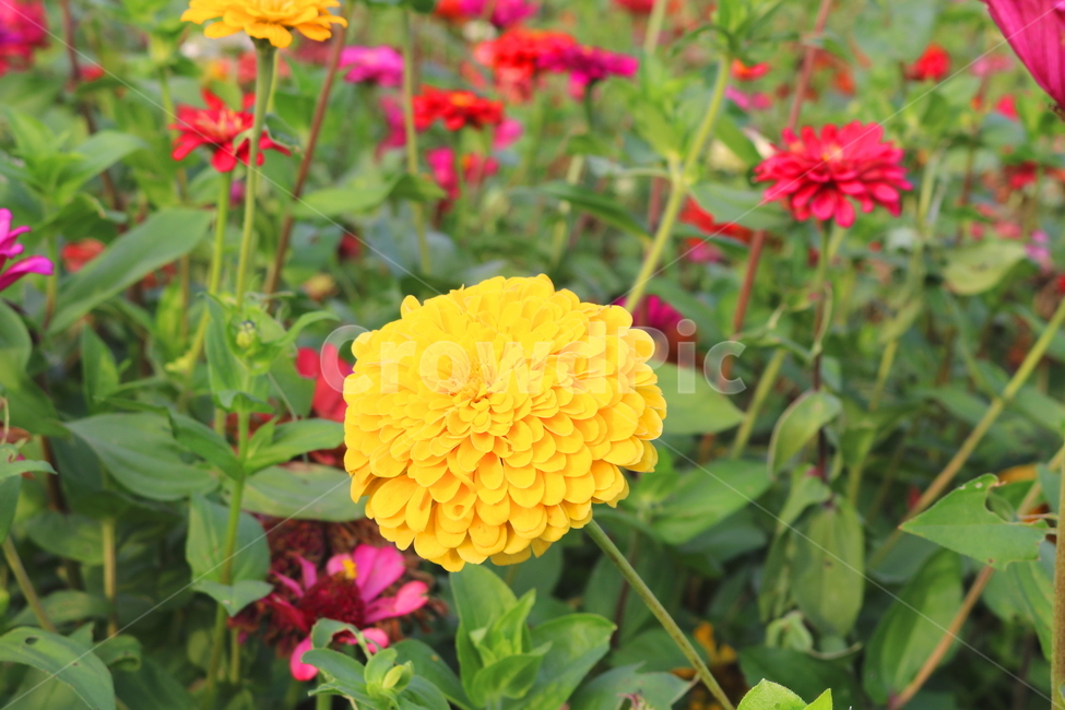 백일홍,꽃,백일홍꽃,식물,자연,국화과,식물,자연,plants,nature,꽃,flower