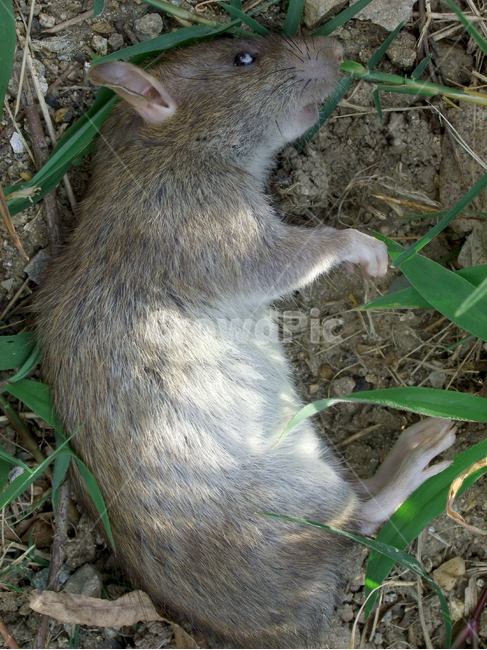 야생쥐,들쥐,죽은쥐,죽음,사망,야생,들,쥐,흙,동물,포유류,설치류,mouse,rat,animal,mammal,동물,animal,포유류,mammal