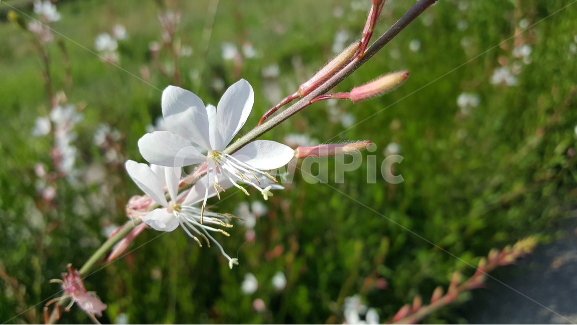 바늘꽃,꽃,자연,힐링,초록,식물,자연,plants,nature,꽃,flower