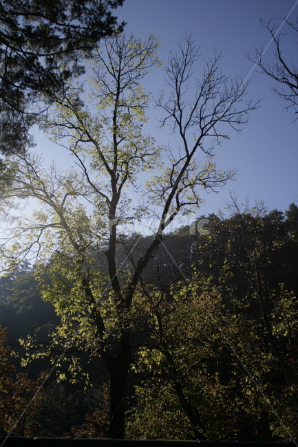 나무,하늘,식물,tree,sky,식물,자연,plants,nature,나무,trees,wood