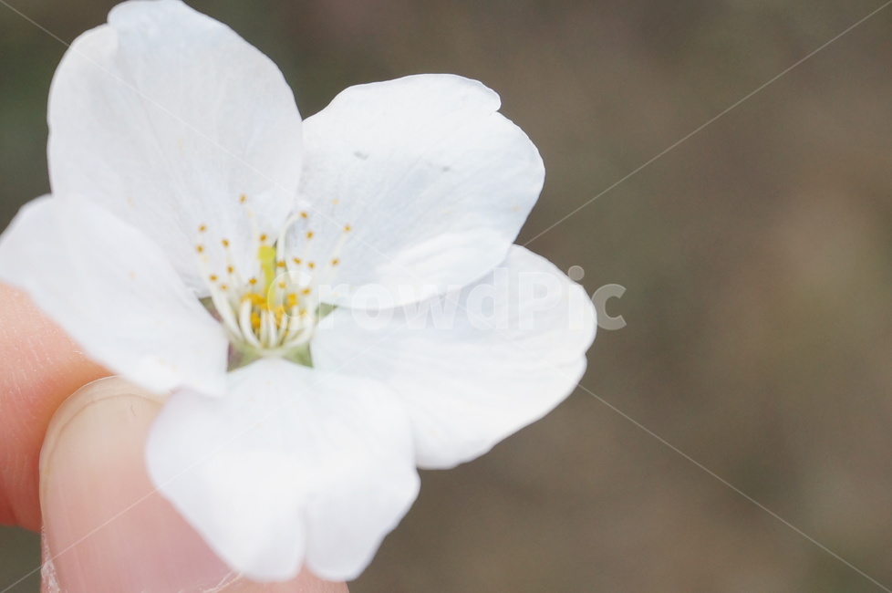 벚꽃,봄,식물,자연,flower
