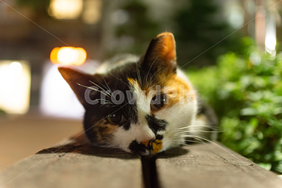 calico cat,stray cat,cat,animal,three colors