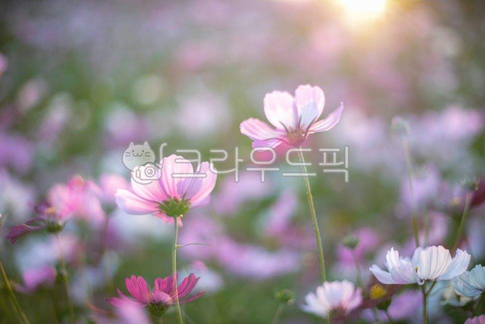 코스모스,cosmos,flowers,가을,가을꽃,핑크,몽환적,감성,자연,배경,background,autumn