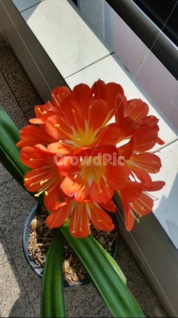 난초,난초꽃,꽃,주황색,주황,식물,자연,plants,nature,꽃,flower