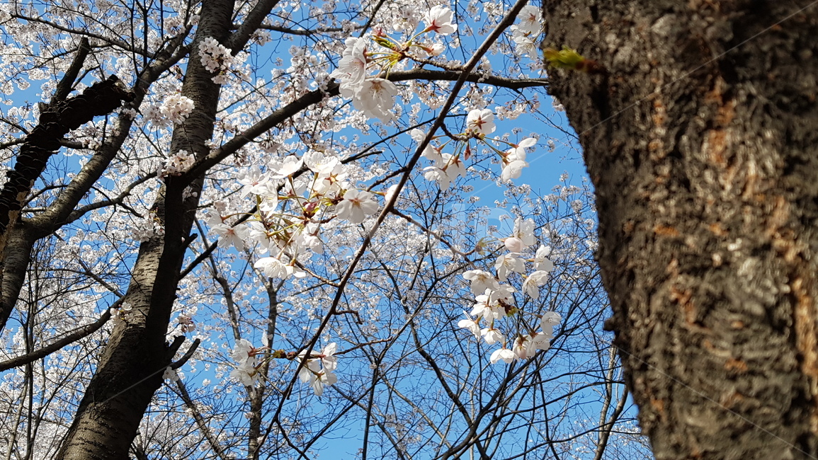 꽃,벚꽃,봄,봄날,공원,이쁨