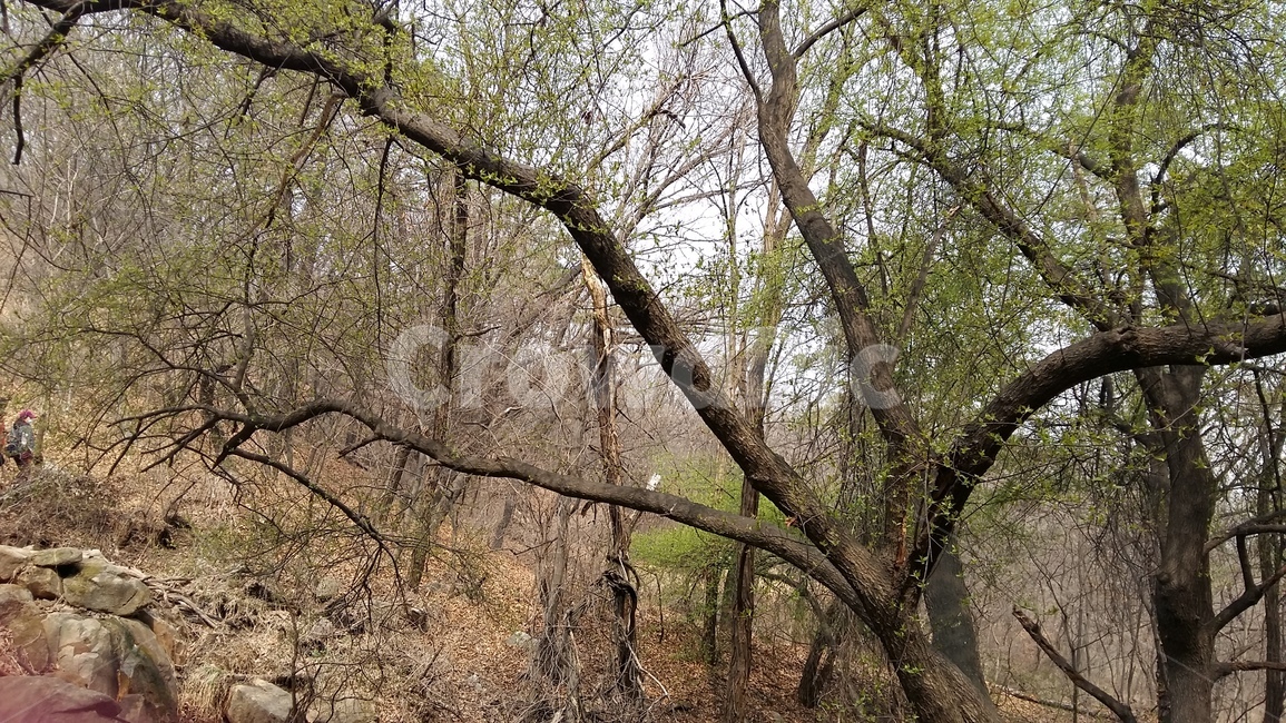 계곡,봄계곡,폭포,계곡물,계곡풍경,자연,풍경,nature,landscape,tree,나무,plant,식물,tree trunk,나무 줄기