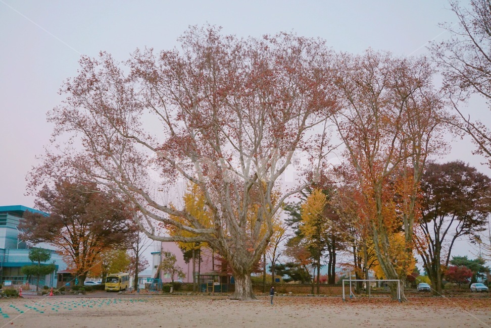 나무,플라타너스,임고초등학교,100년나무,가을,가을,계절,fall,autumn,season,tree,plant,식물,tree trunk,나무 줄기