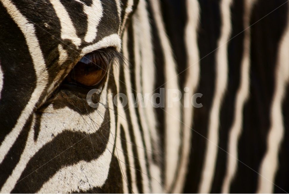 동물,동물원,얼룩말,자연,animal,포유류,동물,animal,포유류,mammal,텍스처,질감,패턴,texture,pattern