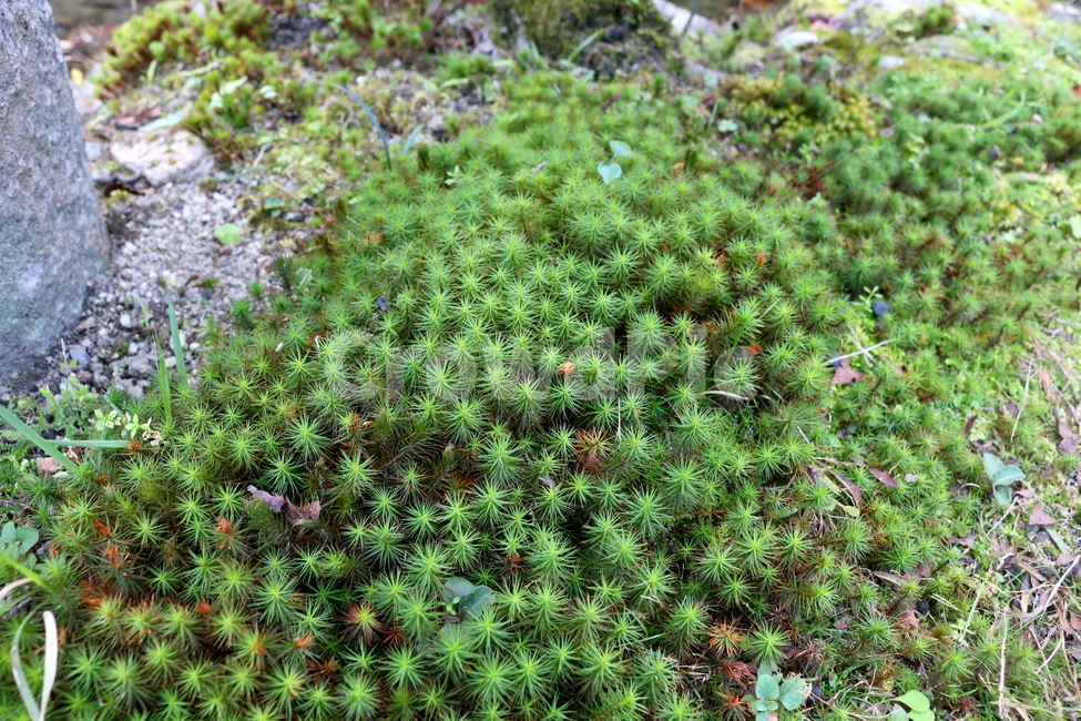 이끼,식물,자연,솔이끼,매태,녹전,선태,태선,식물,자연,plants,nature