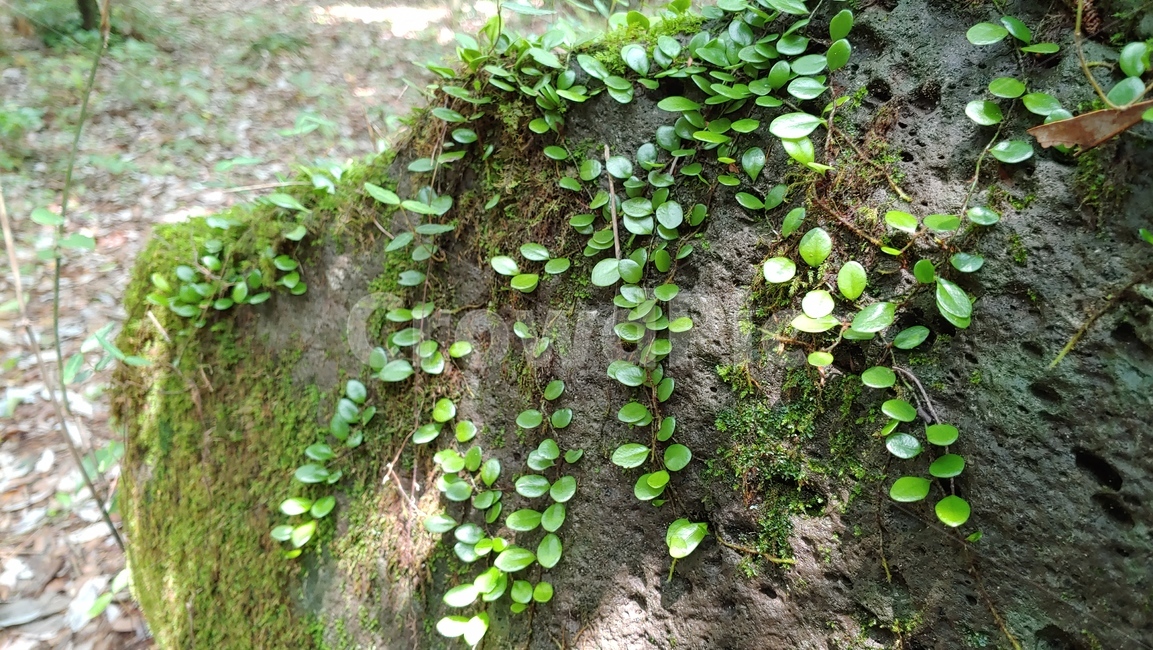 콩짜개덩굴,작은잎식물,자연,양치식물,lemmaphyllummicrophyllum