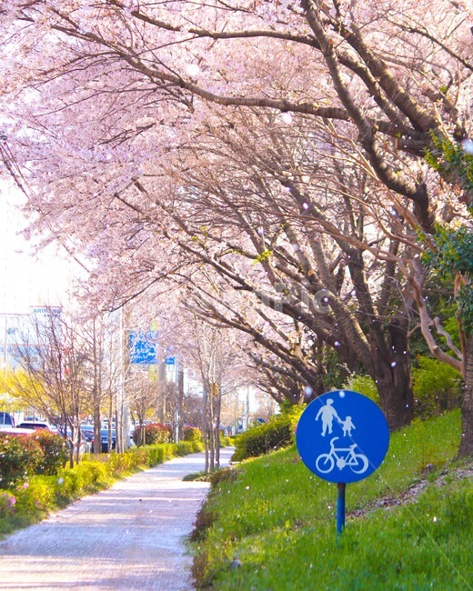벚꽃,벚꽃길,봄,부산삼락생태공원,벚꽃놀이,봄,계절,spring,season,plant,식물