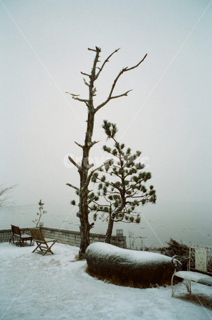 12월,겨울,winter,눈,snow,색감,겨울,계절,winter,season,식물,자연,plants,nature,나무,trees,wood